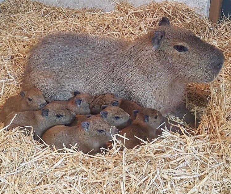 CAPYBARA_MAN's tweet image. mamabara with her babybaras