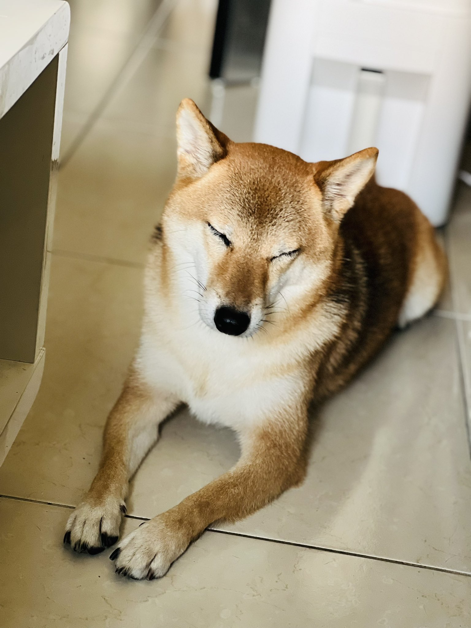 柴犬 Haru 哈嚕 ハル居眠り 𝐻𝑎𝑟𝑢 ᴥ 赤柴 胡麻柴犬 日本犬 柴犬まる 毛小孩https T Co Jvrfzp0ks6 Twitter 柴犬 Haru 哈嚕 ハル居眠り 𝐻𝑎𝑟𝑢 ᴥ 赤柴 胡麻柴犬 日本犬 柴犬まる 毛小孩https T Co Jvrfzp0ks6 Twitter