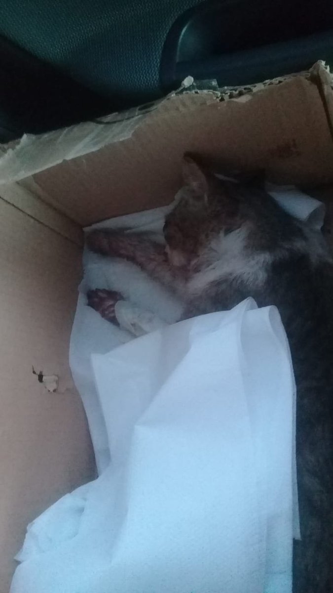 Hola amigos, necesito por favor que den RT a este hilo. Atropellaron a un gato en frente de mi casa, el ruido fue tan grande que salí pensando que me habían chocado.