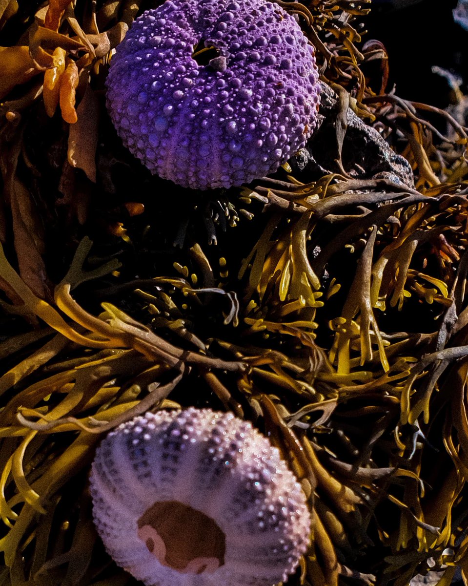 Agnes40i4's tweet photo. "She sells seashells by the seashore"
#charming_nature #naturephotography #emptyshells #purpleshells #seafauna #purplemood💜 #sunonshells #nature_moods #seaweedandshells #shadowsandlights #orangeandpurple #easky #faunamood #fauna_addict #moodyshells #moodycapture_ #moodysea https://t.co/GYmCEfIekN