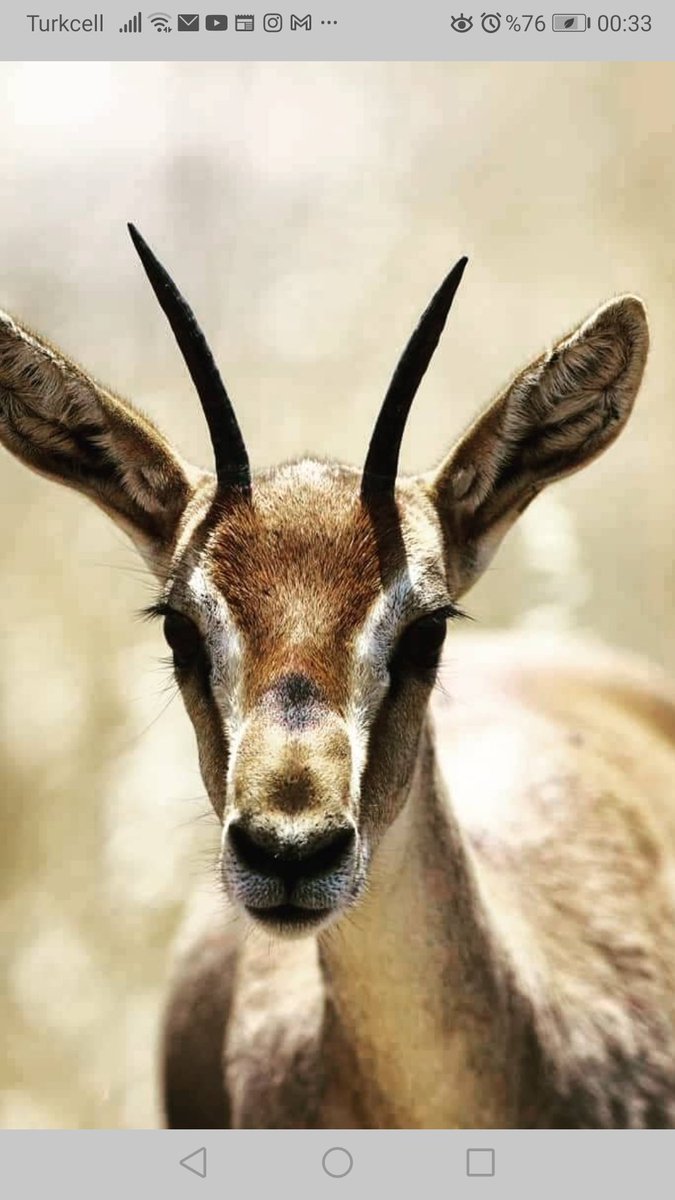 Bu güzelliğe nasıl kıyılır ki #DağCeylanınaKıymayın  bu çneml konulardan haberdar eden <a href="/guvenislamoglu/">Güven İslamoğlu</a> nu her daim takip edelim 🙏💐lütfen