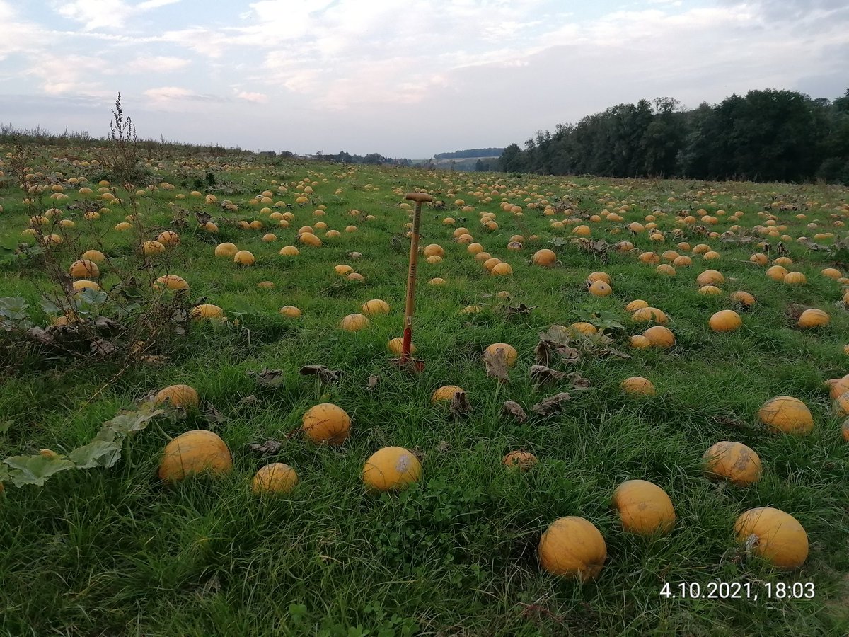 Underseed in pumpkins #SoilHealth #bodenleben #regenerativeagriculture