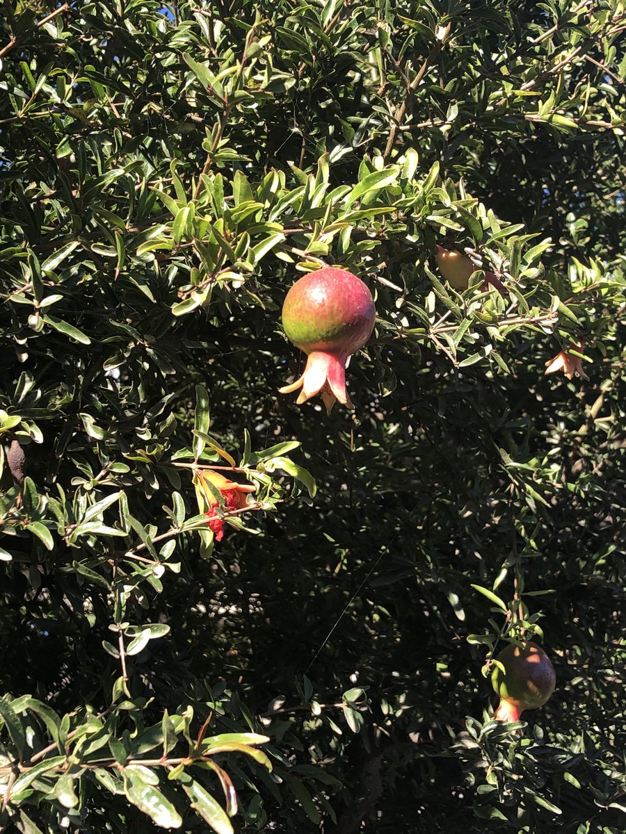 ellen_press's tweet photo. Saw this while walking. The fruit was hanging over the fence. Would YOU pick it? Obviously, I DID. #Seasons #Fall #Harvest https://t.co/v2DtefivkK