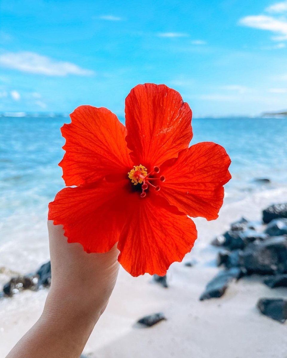 Waikiki Shopping Plaza All The Tropical Vibes Let Us Know What Your Weekend Plans Are Ig Thealohablonde Waikiki Waikikibeach Beachvibes Beachy Beachwalk Beaches Oahulife Goodvibes Together Hibiscus