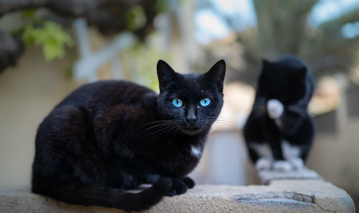 DhiordanLove's tweet photo. Você pode não saber, mas é muito improvável que existissem gatos pretos no Antigo Egito. E além disso, tbm é extremamente raro gatos pretos adultos com olhos azuis. Vem entender mais da genética da cor preta e tbm do preconceitos que estes gatos sofrem https://t.co/VMsZKbbGRA