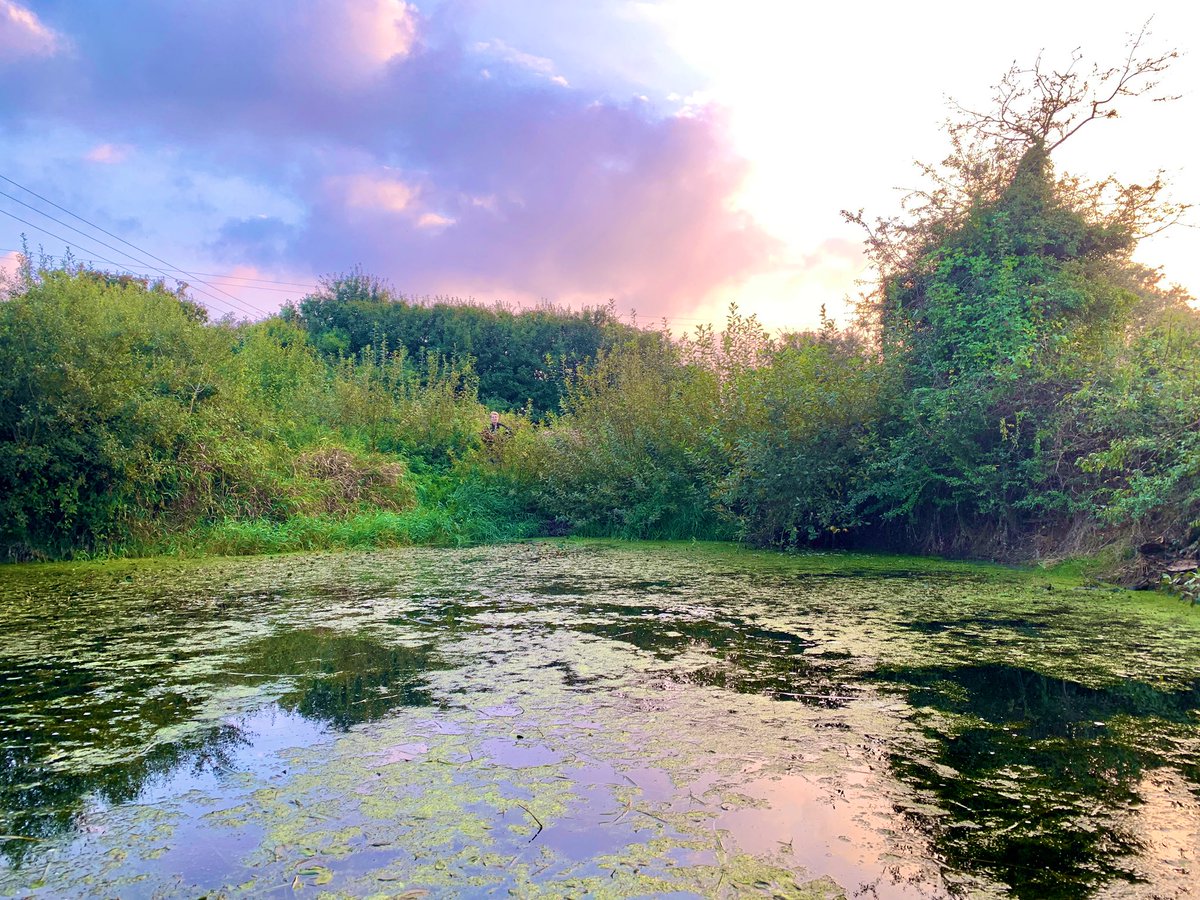 Helen Greaves (@helenmgreaves) on Twitter photo Hoofed it across the country… 5 hours - and straight into the nearest #pond… let the PONDERFUL paddle boarding commence!!! <a href="/ponds4climate/">Ponderful</a> <a href="/uclponds/">UCL Pond Restoration</a> <a href="/norfolkponds/">NorfolkPondsProject</a> Hoofed it across the country… 5 hours - and straight into the nearest #pond… let the PONDERFUL paddle boarding commence!!! <a href="/ponds4climate/">Ponderful</a> <a href="/uclponds/">UCL Pond Restoration</a> <a href="/norfolkponds/">NorfolkPondsProject</a>