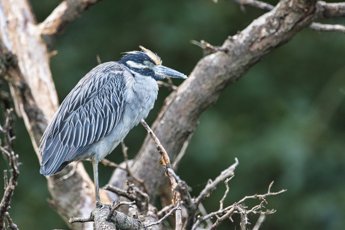 JohnReedPavan's tweet photo. A yellow crowned night heron snoozing in a tree at Little Hellgate Salt Marsh.
Tip: eye-detect autofocus doesn't work when they're closed.
#yellowcrownednightheron #nightheron #heron #wadingbirds #littlehellgate #saltmarsh #birds #birding #birdwatching #nature #wildlife https://t.co/6oqy3WBWNQ