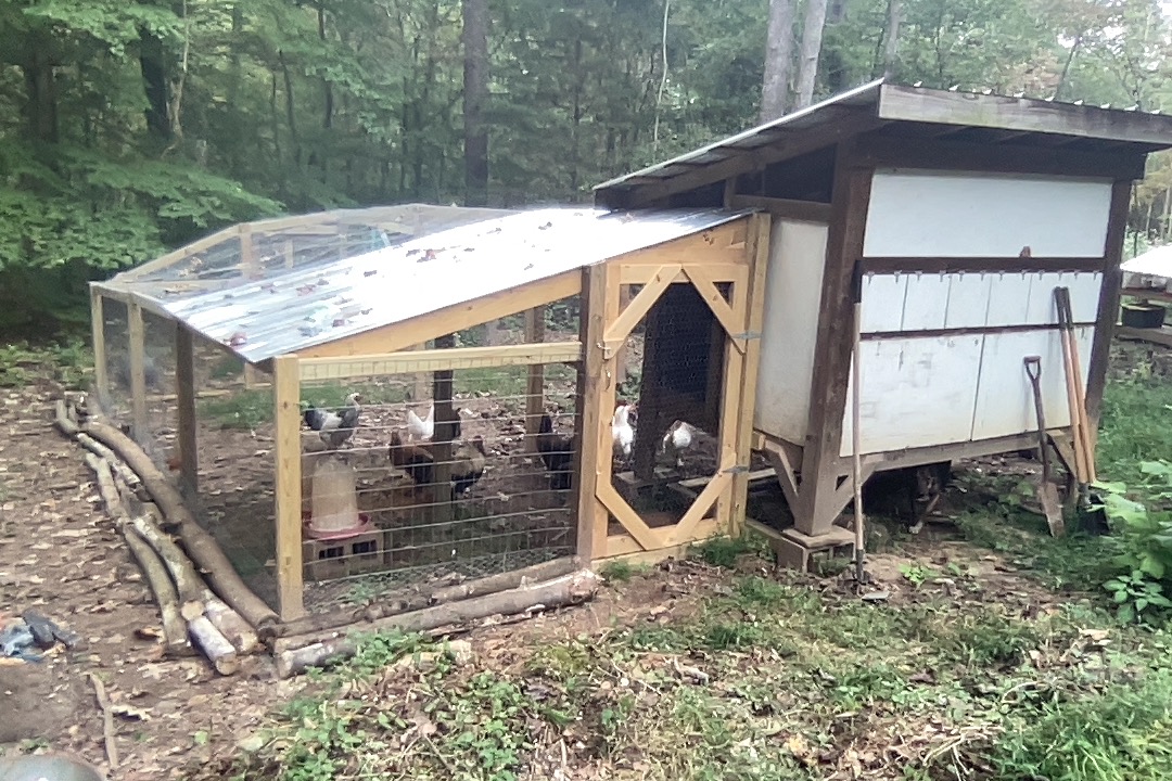 wilsonjohn's tweet photo. Moved the chickens over to their new home today https://t.co/JEbwbsizqt