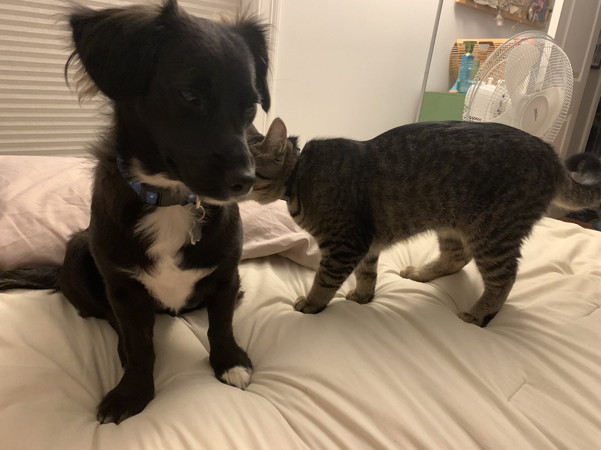PearseSkyler's tweet photo. So many cute things exist in this world https://t.co/fxnm7t9cP9