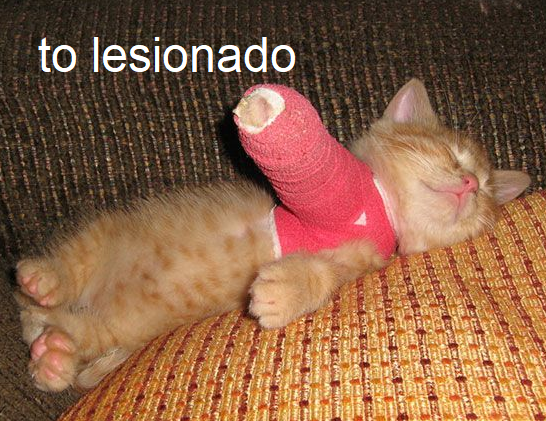 animaizinhos flamenguistas (@flanimais) on Twitter photo 