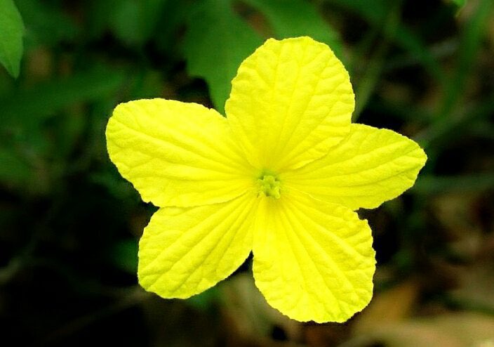 花 10月10日の花 メロン 花言葉 豊富 ウリ科キュウリ属 渡来 明治時代 原産地 インド 遺伝子研究により判明 温室メロン生産 大正時代 00年頃に古代エジプトで栽培が始まる 林檎の様に小さく余り甘くなかった サラダに加え胡椒や酢 花 10月10日の花 メロン 花言葉 豊富 ウリ科キュウリ属 渡来 明治時代 原産地 インド 遺伝子研究により判明 温室メロン生産 大正時代 00年頃に古代エジプトで栽培が始まる 林檎の様に小さく余り甘くなかった サラダに加え胡椒や酢