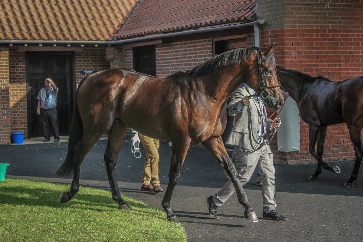 #NativeTrail cooling down after winning the Dewhurst Stakes at #Newmarket
