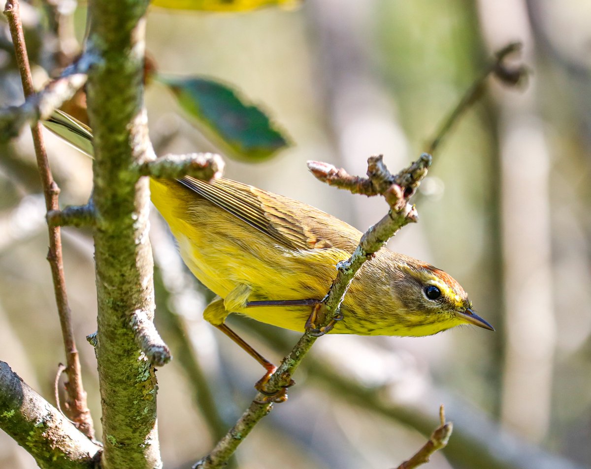 GlaszArtcom's tweet photo. I took this photograph of a palm warbler today, while participating in October Big Day. #PalmWarbler #Warbler #WarblerMigration #MigratingBirds #Birds #Nature #BirdPhotography #Photography #Birding #OctoberBigDay #eBird #TheCornellLab https://t.co/aUAOTVw34T