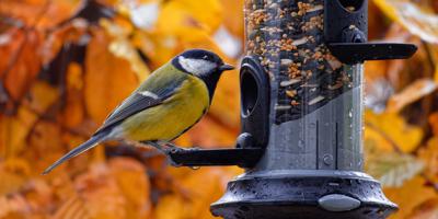GHarstadRealtor's tweet photo. Keep feathered friends flocking to your yard with these tips. Wild birds, such as finches, robins, and cardinals, are a fascinating part of many gardens and landscapes. They're so much fun to watch, especially when you draw them to  https://t.co/r4ewCXy2iL https://t.co/eLscqS7mqX