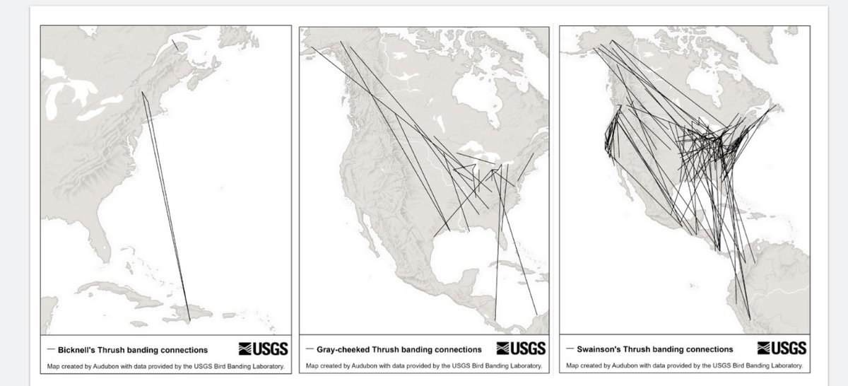LongPointBirdOb's tweet photo. Just how far can go when they leave here? We have some idea thanks to the Motus Wildlife Tracking System #motuswts #motusmagic . Below is a map of all GCTH band recoveries over the past 100 years, and all Motus thrush tracks over the past 5! https://t.co/6UCd97kIrs