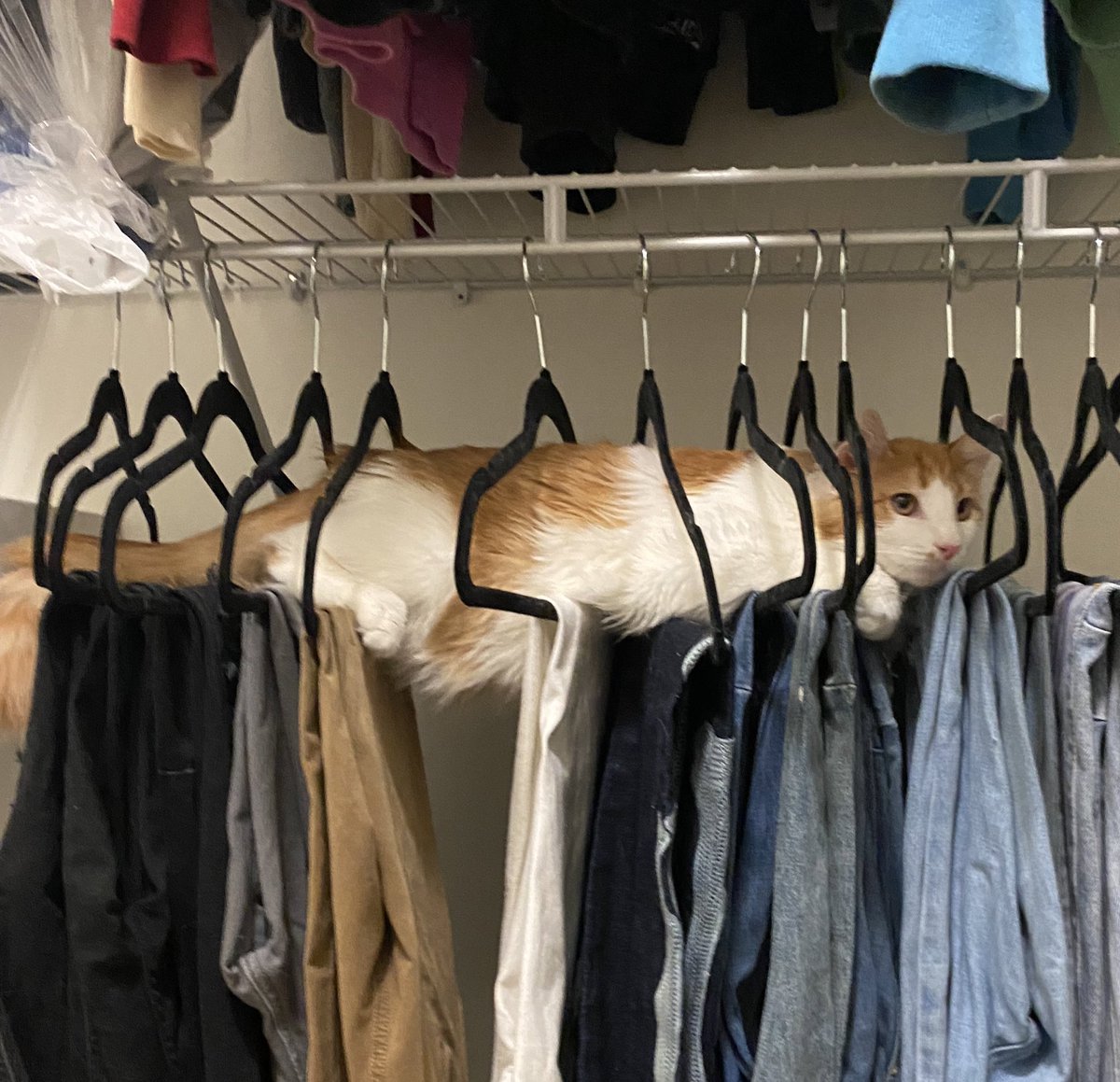 orangeofaman's tweet image. THIS ORANG. BOY IS IN   A  PERDICAMMENT