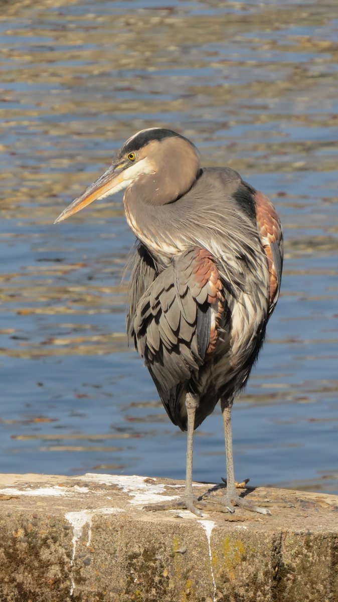 Be a contortionist like Mr. Heron.