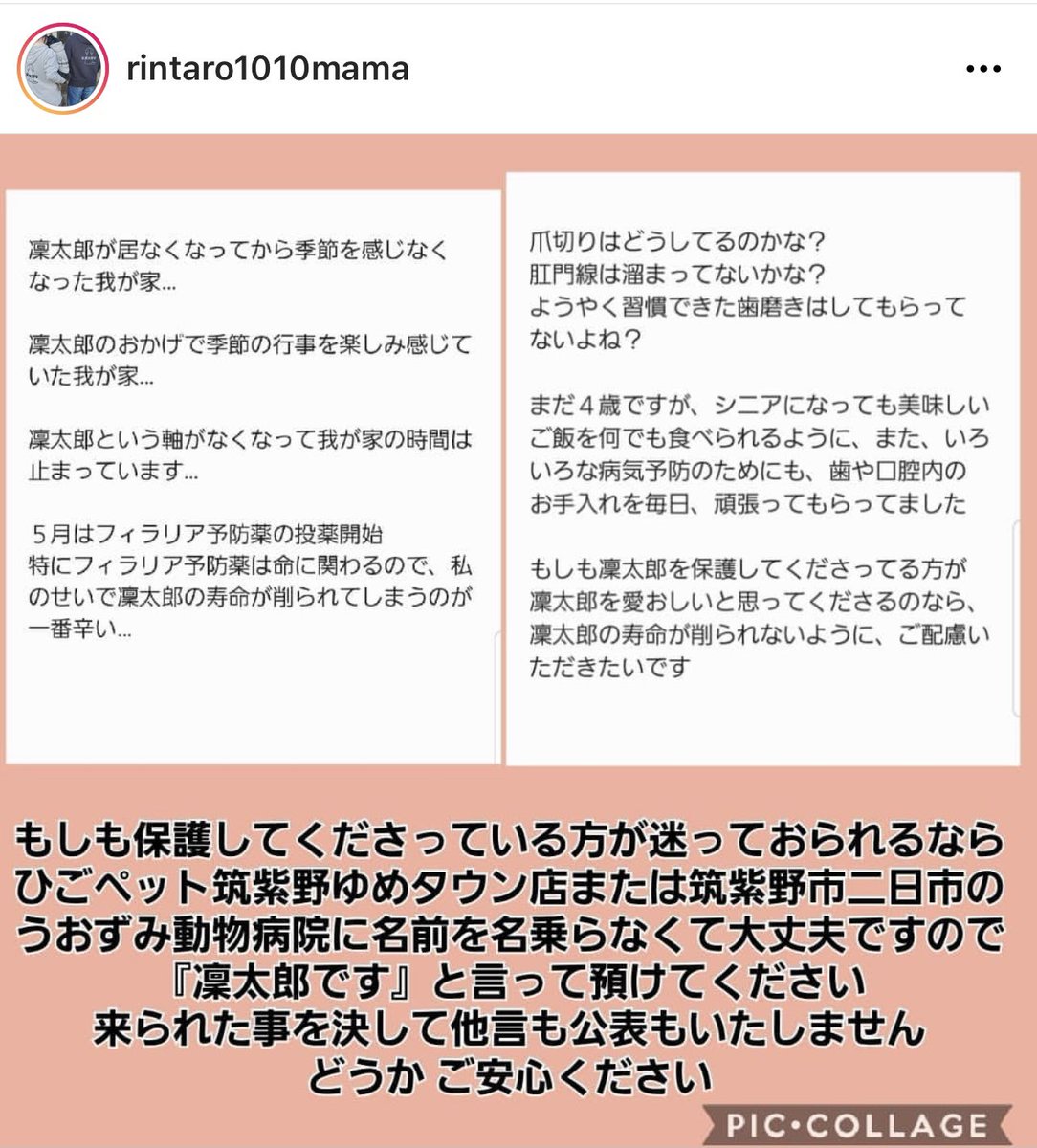 rintaro_maigo's tweet photo. #迷子犬りん太郎 #迷い犬 #福岡
・2/16 福岡県筑紫野市 天拝湖周辺で失踪
・チワワとダックスのミックス
・黒茶、4歳
・人見知り犬見知り

☑️迷子の黒い小型犬を見ませんでしたか？

☑️似た犬を見かけたら
(遠くからでも)写真や動画撮影して頂けると助かります

お電話にて情報お待ちしています🙇☎️ https://t.co/6aqRFEEBs1