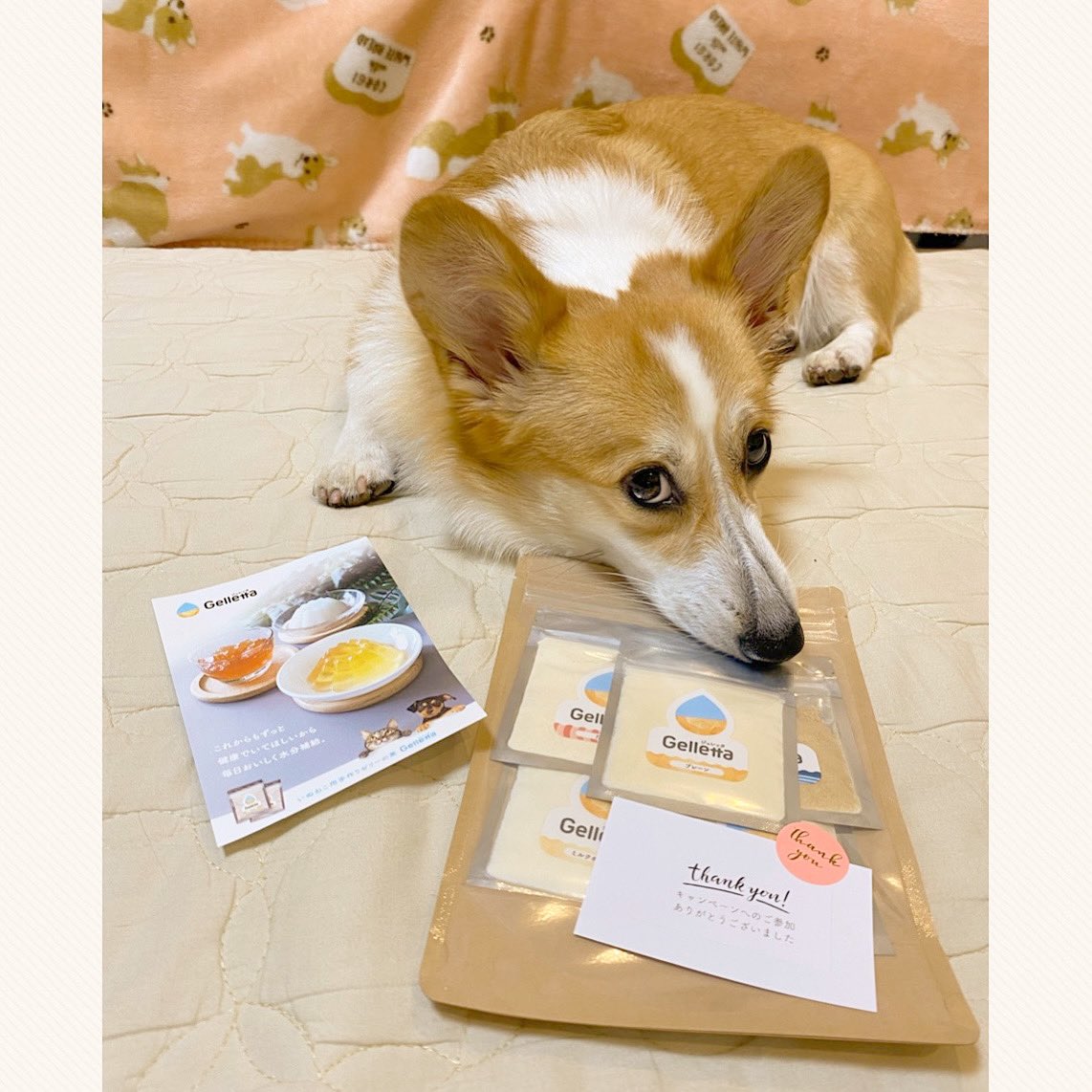 ジュレッタ 犬猫のための 食べるお水 おいしく水分補給ができる手作りゼリーの素 Wishamllc Twitter
