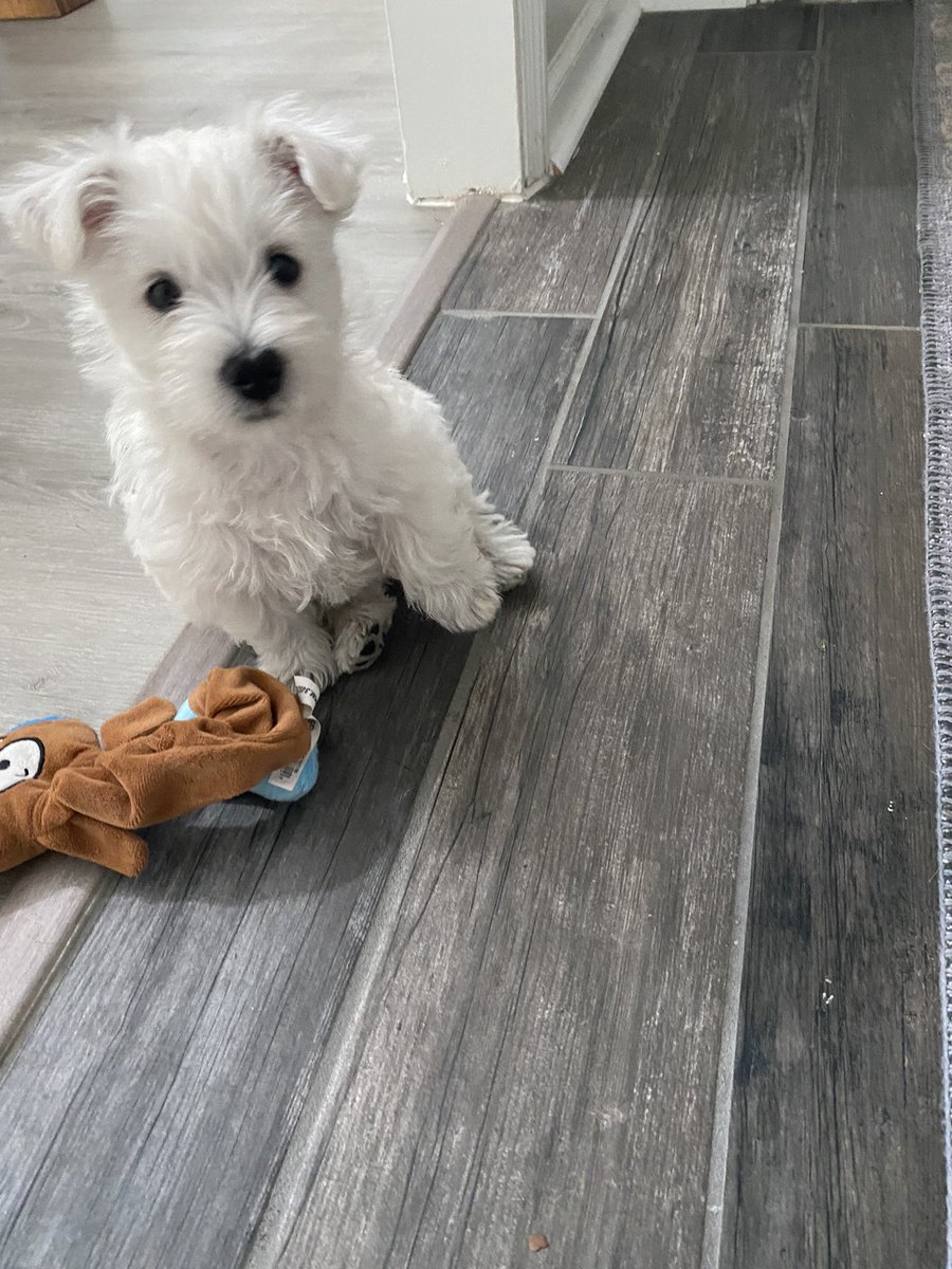 AkmurrayGC's tweet photo. I’d like to introduce you to the newest #gcpet, Penny. https://t.co/2hKo0ovfFt