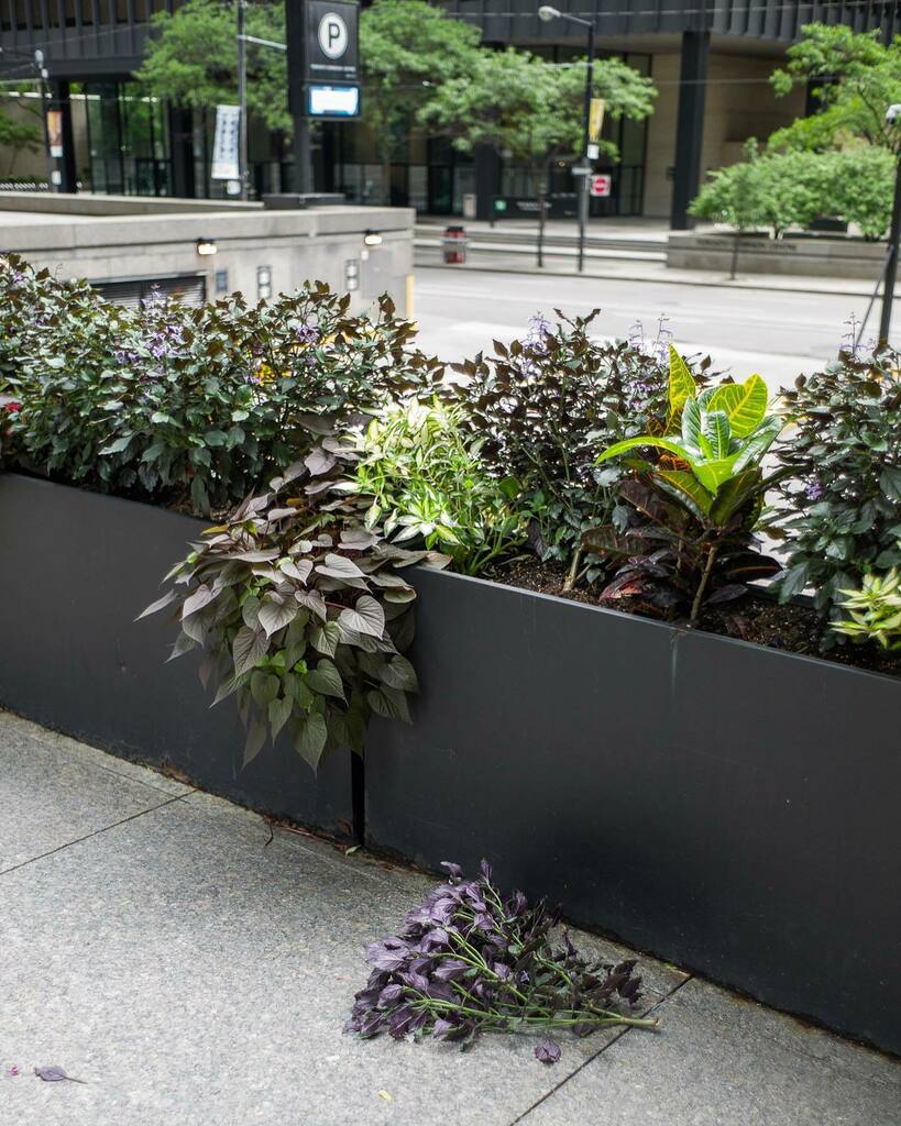 The great escape.
#streetphotography #streetphotos #plants #thegreatescape #seeya #leicam9p #leicam9 #summicron35v4 instagr.am/p/CU1ZFX1NL9b/