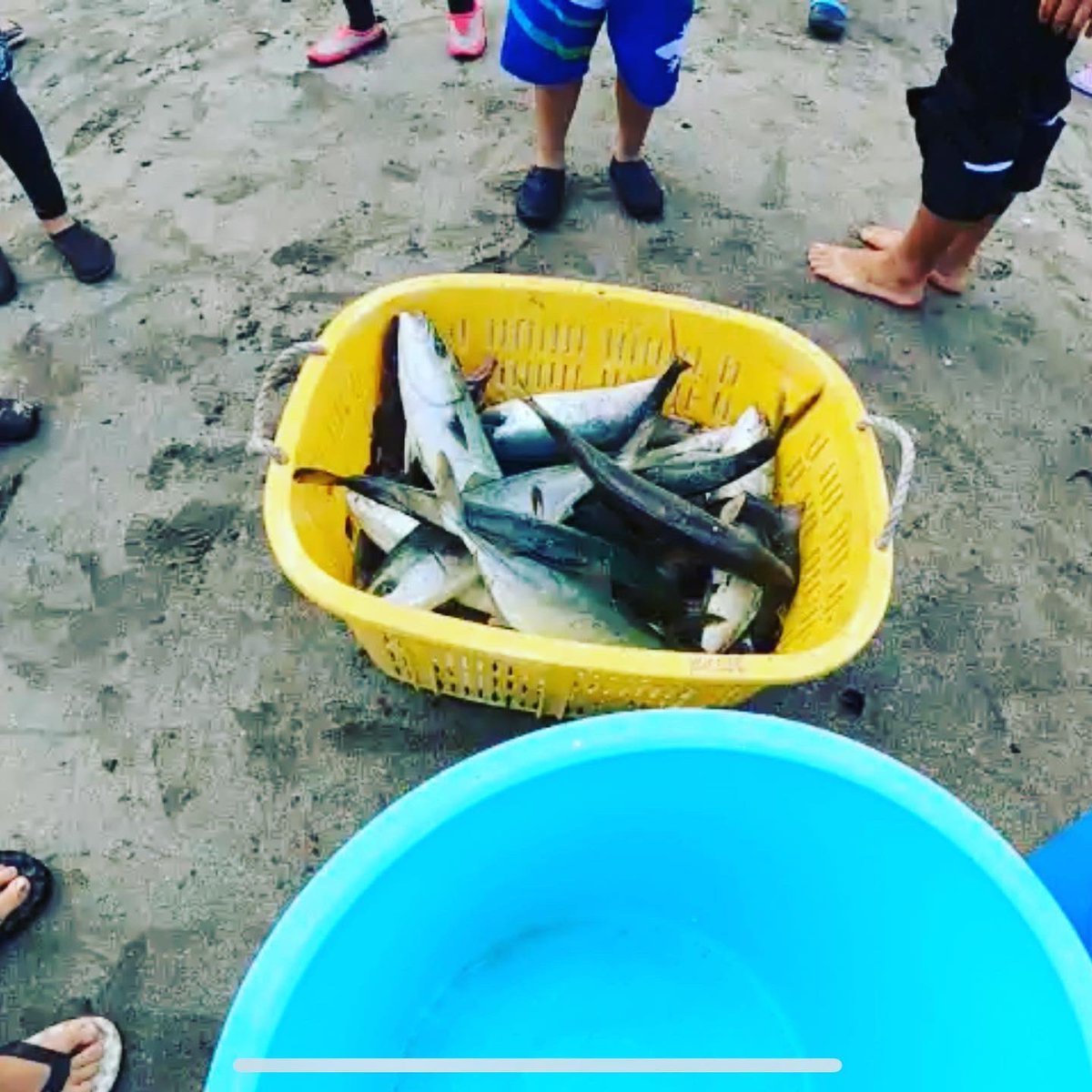 Blue_Action's tweet photo. 地引き網!ブリ、カンパチ、シマアジ、コチ、カワハギ、アジ、イワシ、コノシロ、マナガツオ、シタビラメ...
魚種豊富🐟
豊かな海だ🤩
#海賊王と海の教室 #海洋連盟 #iplanner #岩井海岸 #地引き網 https://t.co/S062ZYkEQt