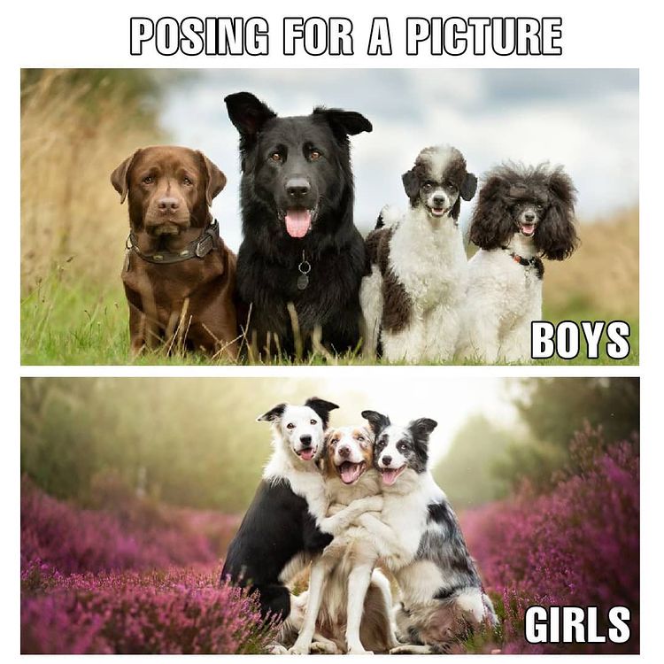 Carrymypet's tweet photo. Is this your gang?
#CarryMyPet #petrelocationservices #petlovers #petsofinstagram #doglovers #dogsofinstagram #memelovers #petmemes #dogmemes #doggos #doggomemes #funnymemes #trending #fun #viral #girlmemes #boymemes #girlsmemes #boysvsgirlsmemes #girlsvsboysmemes #girlgangs https://t.co/MwIVzi0L2L