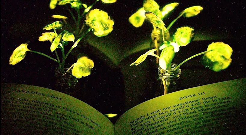designboom's tweet photo. what if you could read by the light of a glowing plant instead of a lamp?https://t.co/DedzMFcmHp https://t.co/v0H21mlaYX