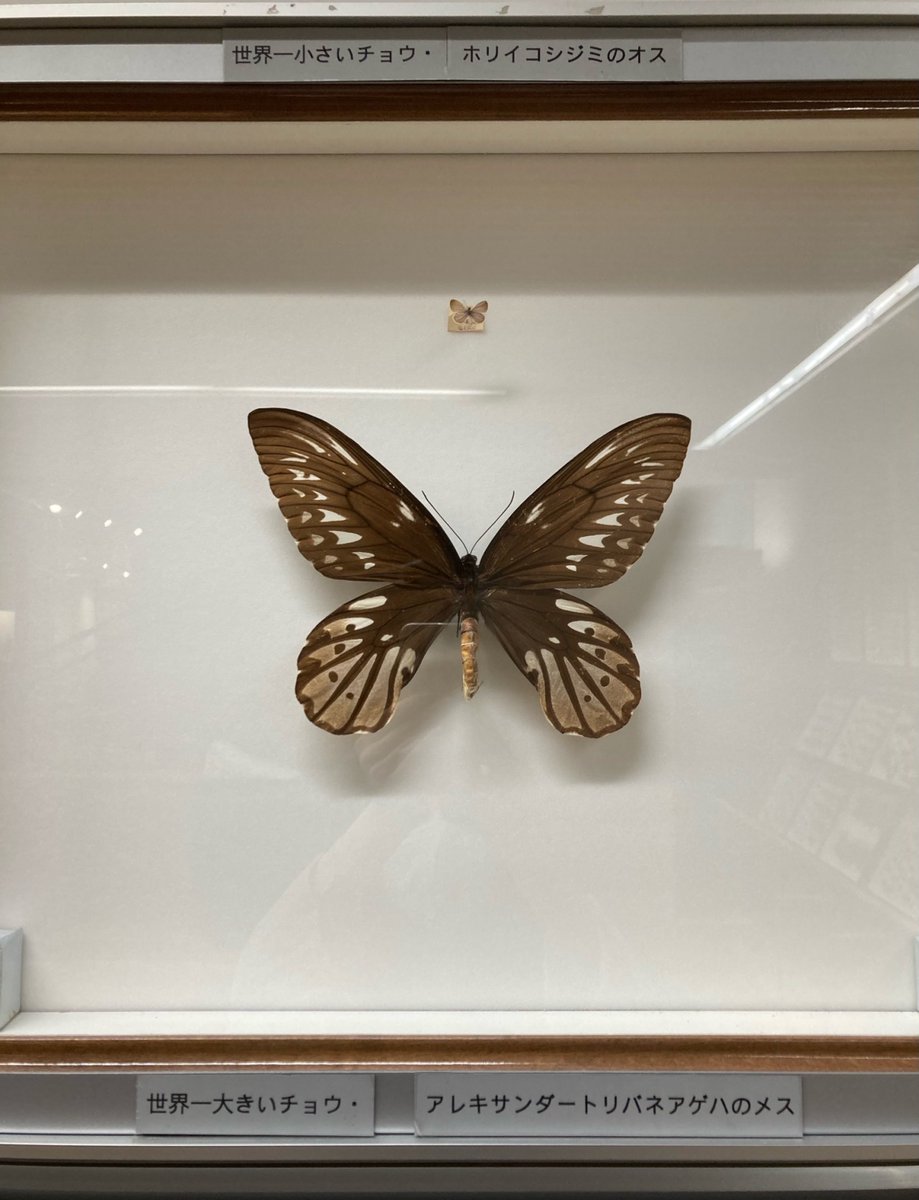 ARTIFAXING (@pedestrian) on Twitter photo 