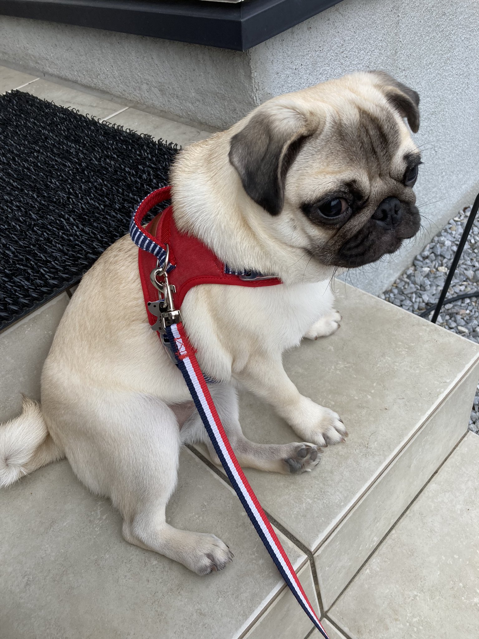 パグ犬めい子 お散歩行く って言うとめちゃくちゃ喜んで玄関出ていくのにここで何故か座り込む T Co Lbnll0dobs Twitter