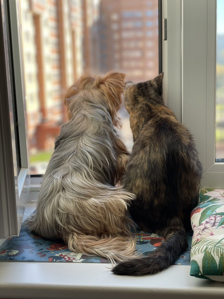 LebedevaMar's tweet photo. Плакала кошка во дворе. 
Левый глаз стесан до кости. 
В теле пули от пневматики.  
С трудом поймали. 
Сейчас  так https://t.co/6q1xg4JOoN