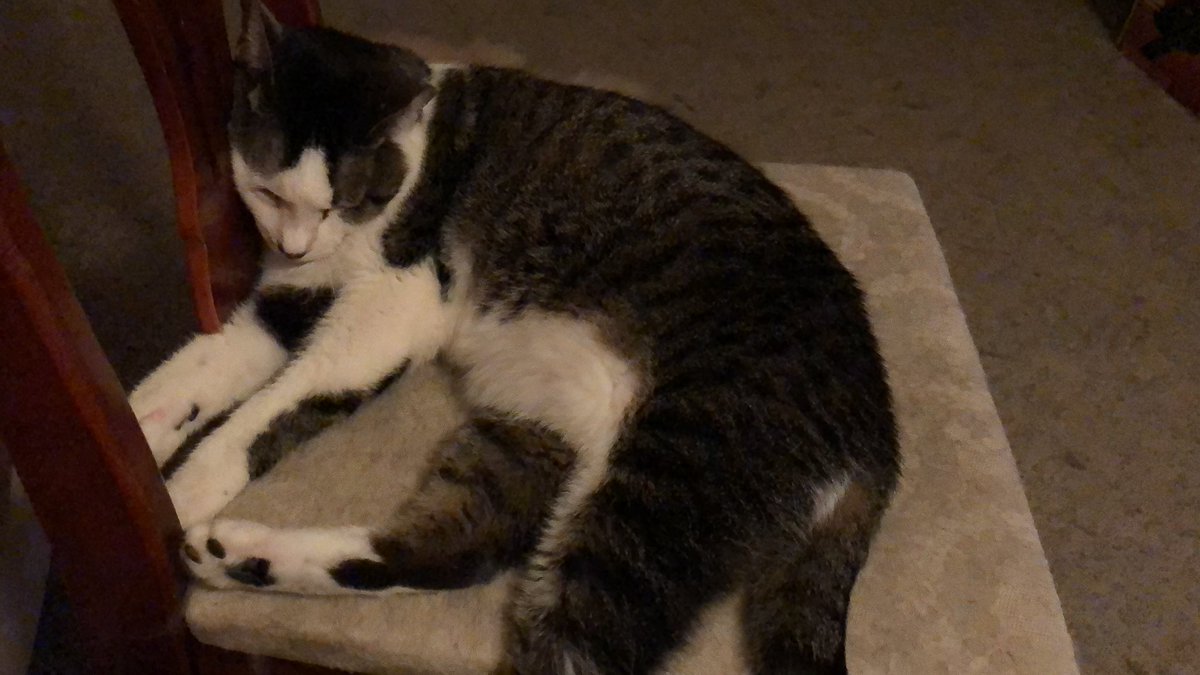 helpingpaws13's tweet photo. Happy Caturday everyone! Pearl needed a long nap after a day of watching over the younger cats and giving out โpearls of wisdomโ to all of them. #Caturday #happycaturday #catsoftwitter #catsontwitter #happycats #nappingcats https://t.co/RRJ8fL33Vw