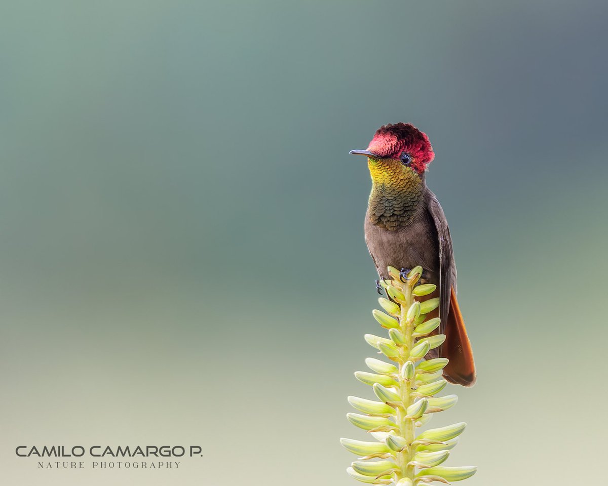Con este #lifer me uní hoy al #octoberbigday

Ver al Chrysolampis Mosquitos o Ruby-topaz hummingbird era un sueño y hoy se me hizo...

#lahuelladecami #hummingbird #birdscolombia #birdsseenin2021 #bird