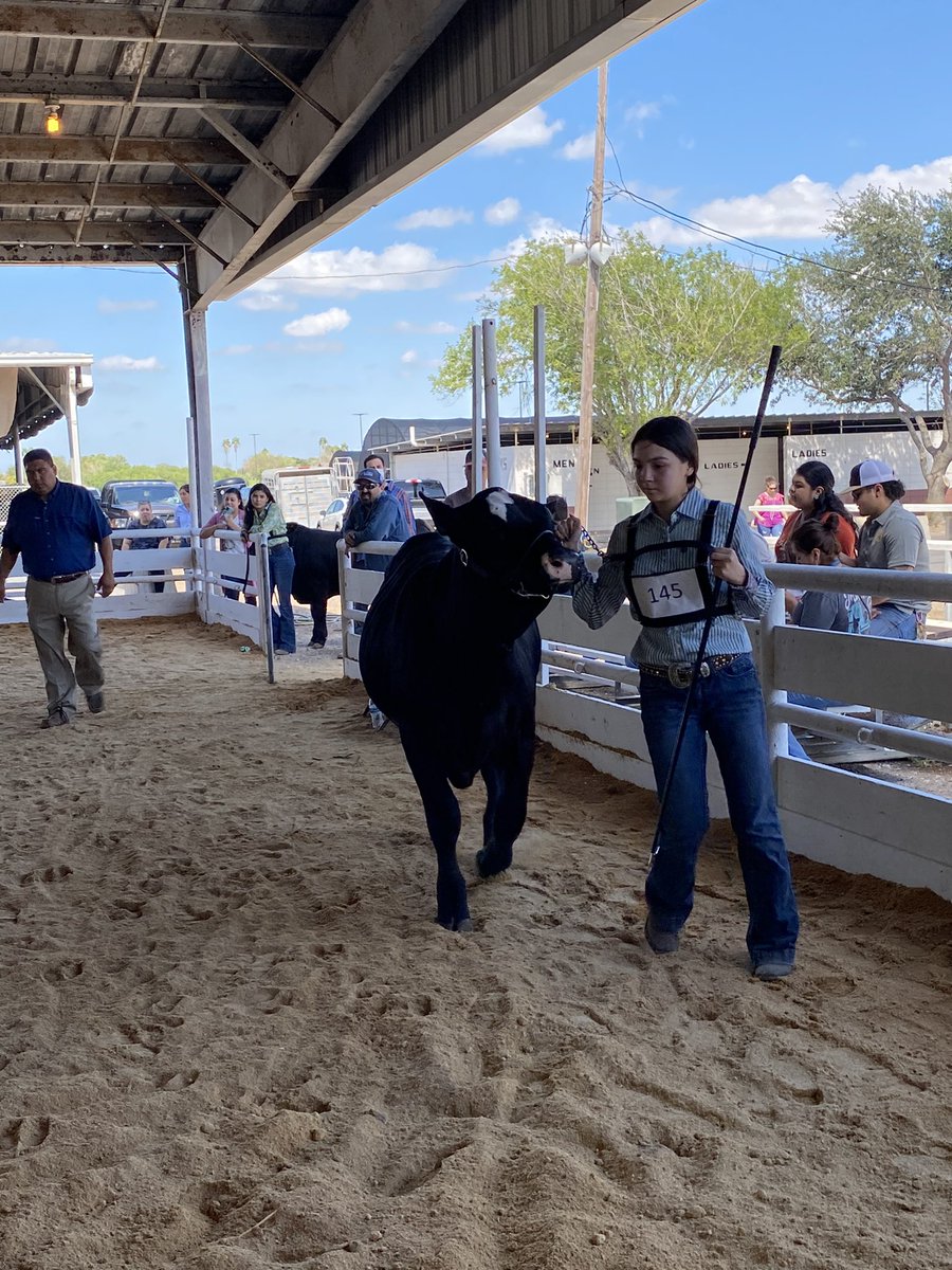 FfaMemorial's tweet photo. @FfaMemorial cattle team had a great day at Rattler Roundup today. 1 student showed placing 2nd in both rings….other cattle kids came to support. @McAllenISDCTE @McAllenISD @McAllenMemorial https://t.co/FZyCNmbgLC