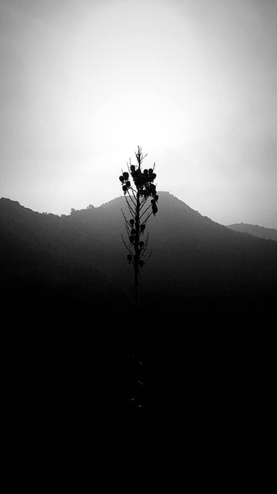 Jen77_r's tweet photo. White &amp; Black pictures of 21 days in the mountain ⛰ https://t.co/0TYIk1M3rn