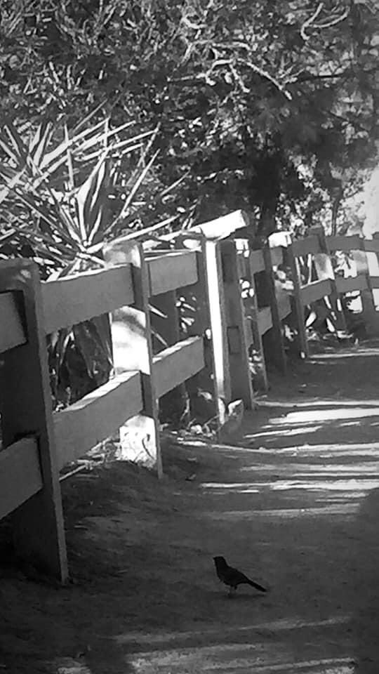 Jen77_r's tweet photo. White &amp; Black pictures of 21 days in the mountain ⛰ https://t.co/9H6NtH7iLh