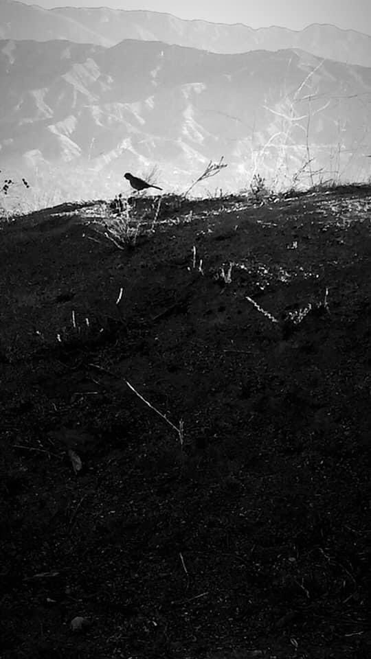 Jen77_r's tweet photo. White &amp; Black pictures of 21 days in the mountain ⛰ https://t.co/9H6NtH7iLh