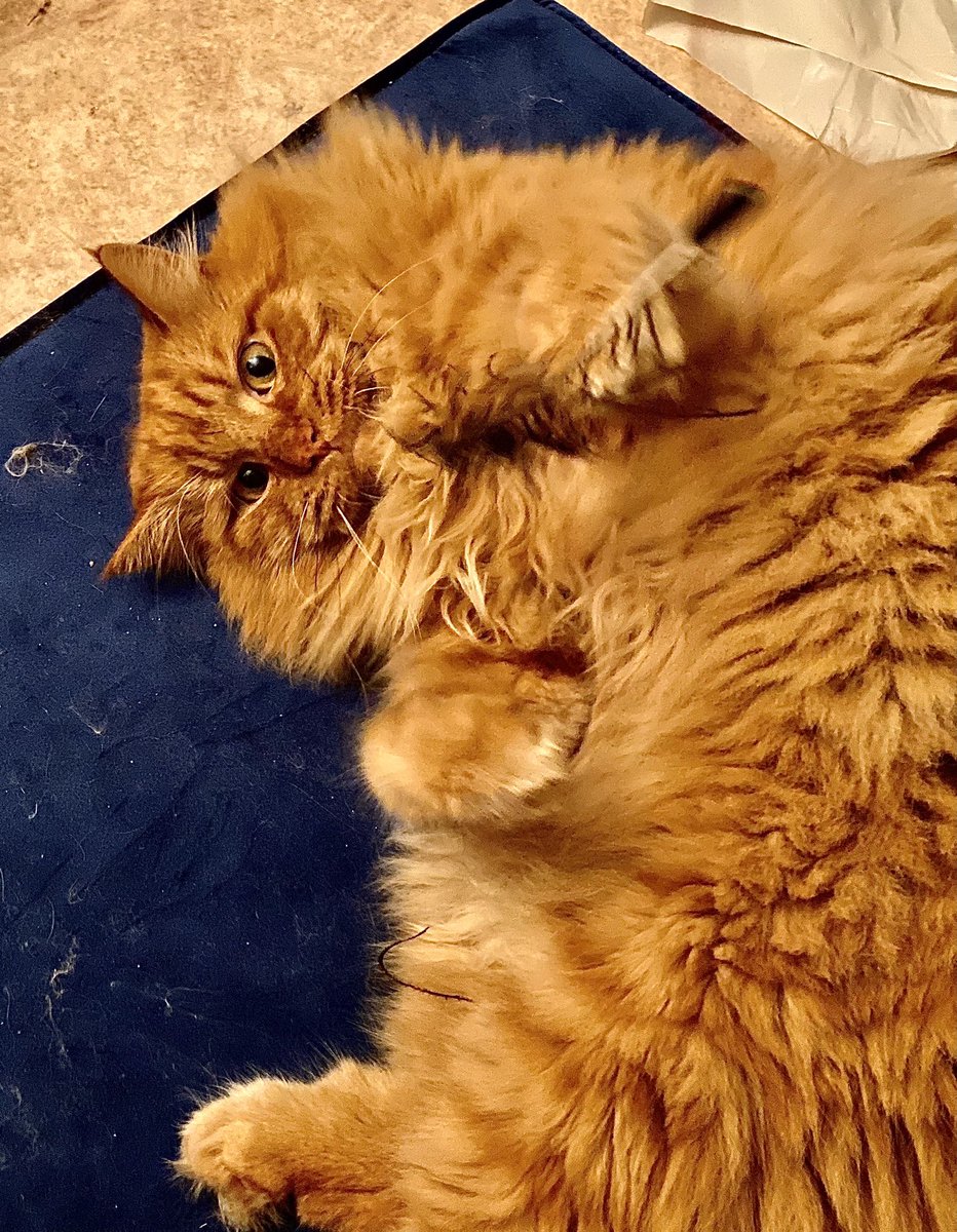 sspors's tweet photo. Hello all #BTSARMY  my name is Emil jimin. And my mum just informed me that I’m fat and need a diet. Don’t she see I’m just fluffy and cute. #CatsofTwittter #btscat #cats https://t.co/inyuPmFqLz