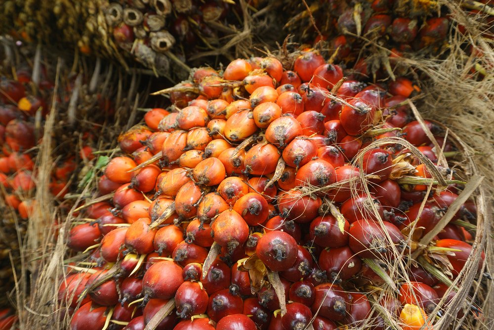 Pernah loh temen yang mo datang ke daerahku Provinsi Riau bertanya dimana sih tempat yang menarik di Provinsi Riau?

Ya aku jawab aja Kebun sawit hahahaha
*gambarsebagaipemaniscobalahdiklik