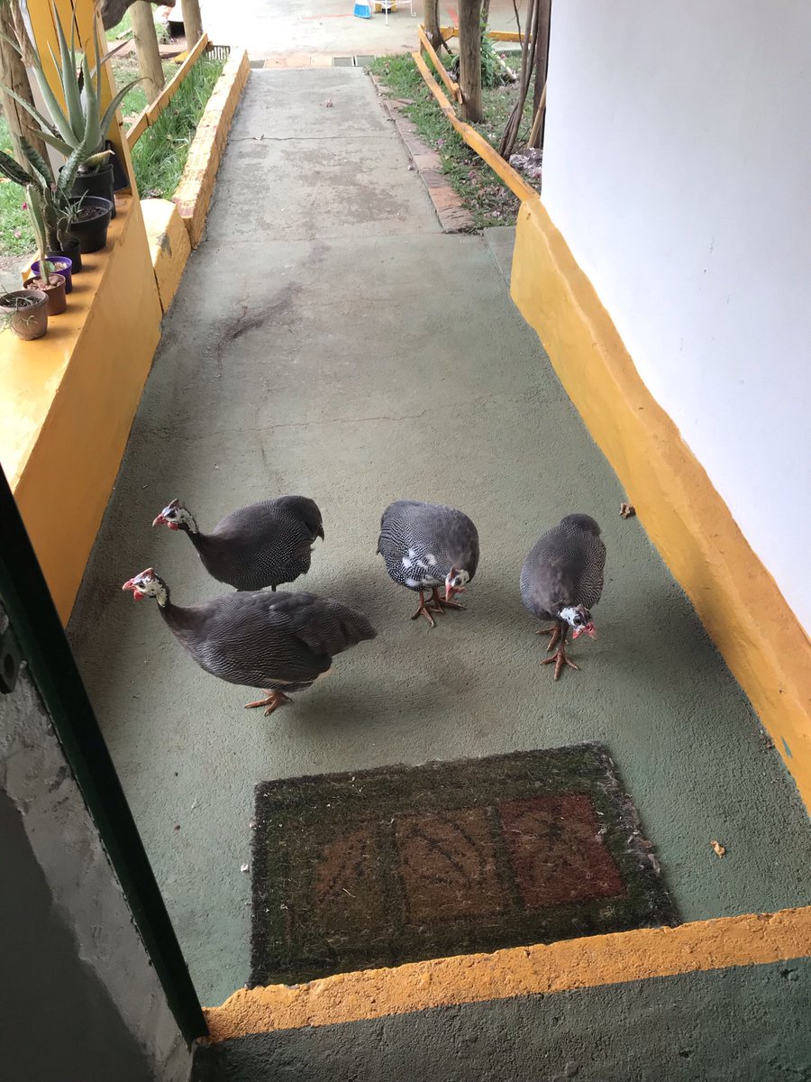 UniversoDevolve's tweet photo. @BiologoHenrique Minha comissão de bom dia (criei na chocadeira depois que a d’angola abandonou o ninho e agora acham que sou mãe delas) https://t.co/TDOR33BcIk