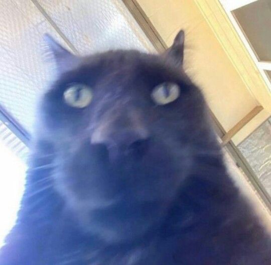 ronnylira_'s tweet photo. "WhatsApp, Instagram e Facebook estão fora do ar"

Eu olhando pro roteador: https://t.co/lJmgooxP7W