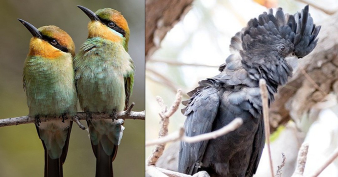 cityofmelville's tweet photo. #Bird themed events this month:

🦉 Research talk: The WA #Magpie https://t.co/aVMltBEBxi
🦆 Guided Walk with #BirdLifeWA https://t.co/qh6c989KWV 
🛠️ #RepairLab Melville -  we will have special guests WA #BirdofPrey Centre and a BirdLife Western Australia https://t.co/iaZfAcp5ap https://t.co/vdlxB5tiRj