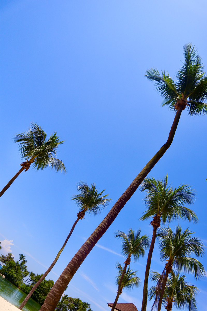 imjochellereyes's tweet photo. Palm spring ft. With the beautiful blue sky
#coconutrees🌴 #beach #beachlife #missingyou https://t.co/USgl12LmU4