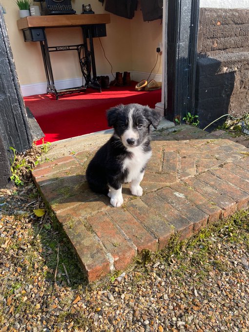 Sorry I've been MIA, moving flat atm and my family got a puppy..   Everyone, meet Buddy 🥺🖤 https://t