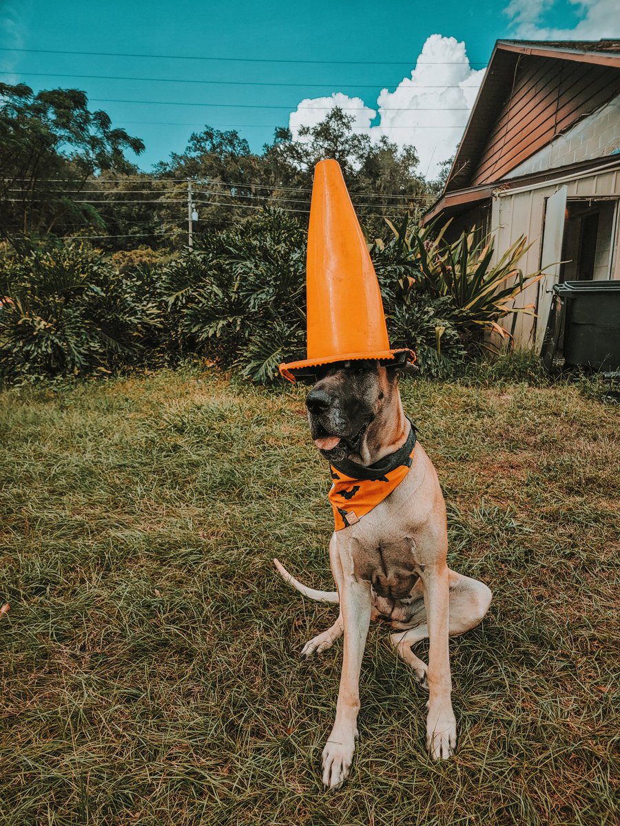 FergusGreatDane's tweet photo. How do you know a vampire is flirting with you? Because she bats her eyelashes. 🦇🩸🧛♀️
#drivingmebatty #yousuck #biteme #loveatfirstbite #battothebone #suckerforpuns #trafficcone
▫️
@dog_rates @dogcelebration
#greatdane #fawngreatdane #RipleyTheFawnDane #dogsoftwitter https://t.co/2IG73nV0cU