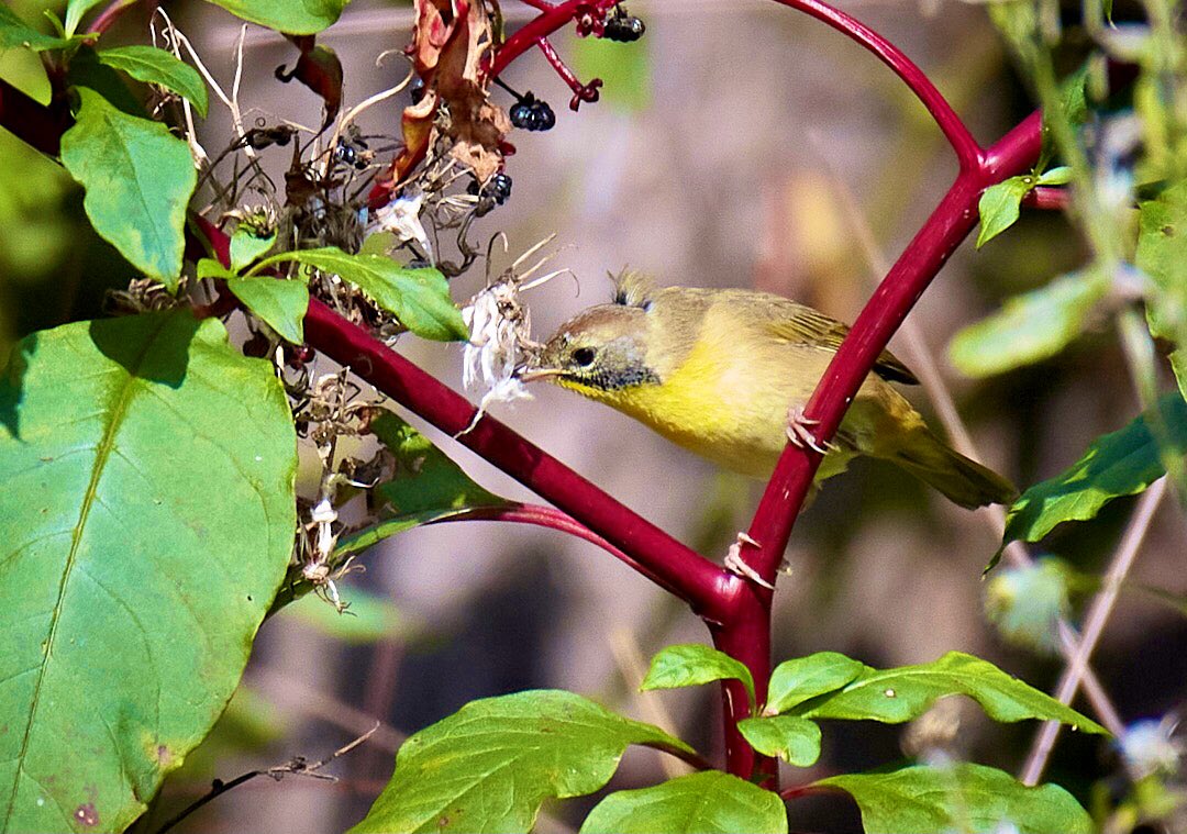 My little yellowthroat is still hanging around!! #OctoberBigDay