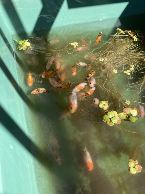 Twitterのコスプレ画像14