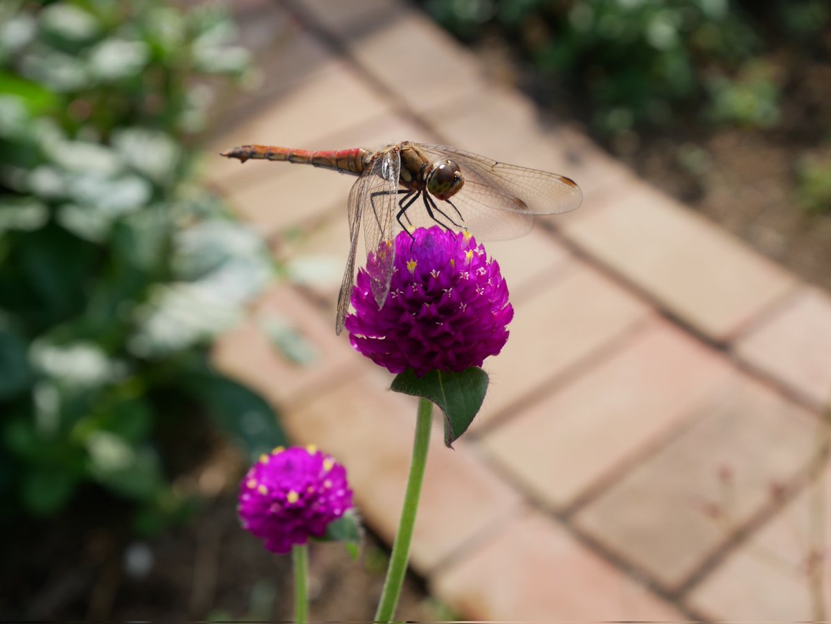 Top Tweets For 琉球朝顔 Twstalker