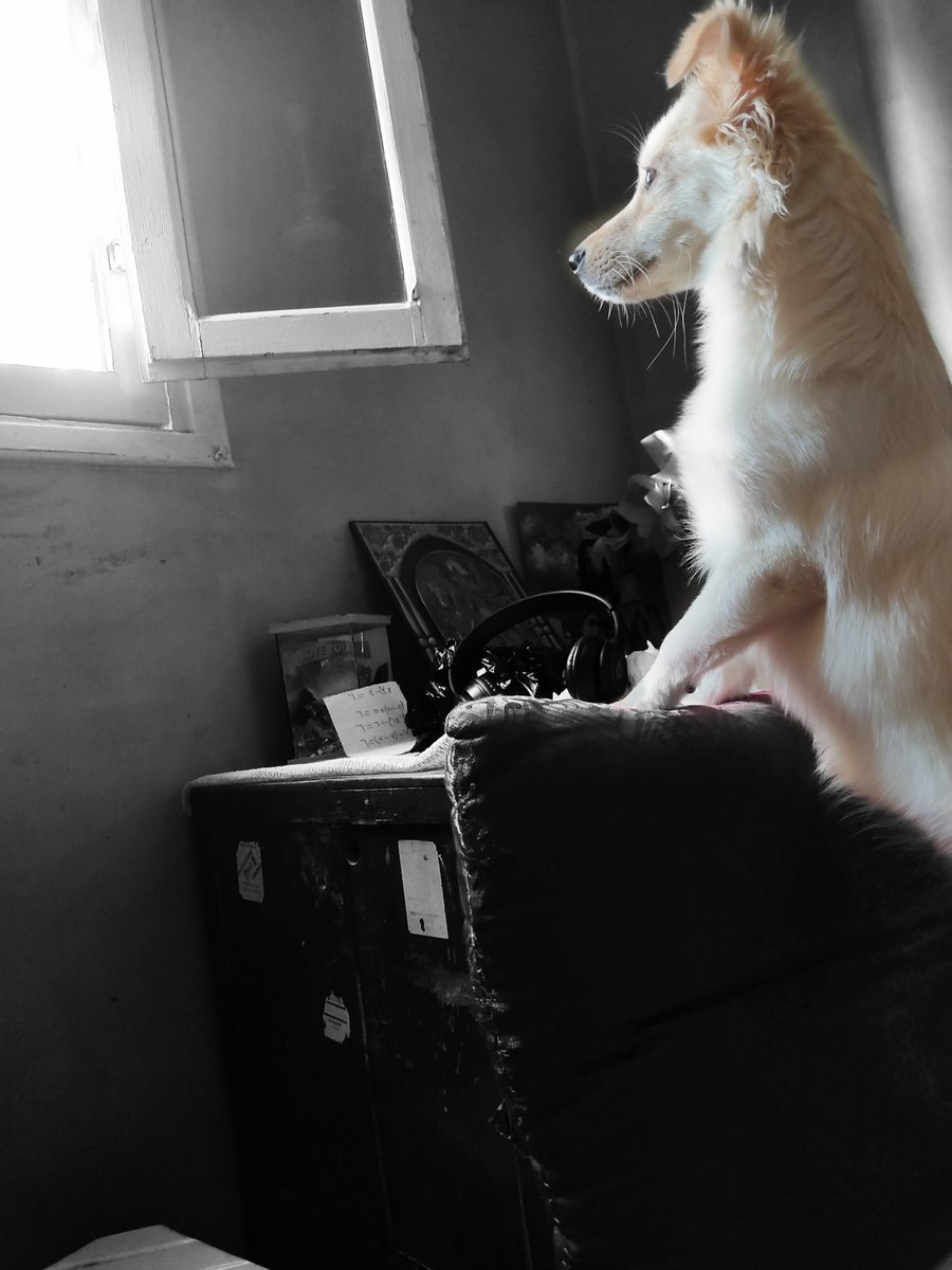 MinaAkram8's tweet photo. A dog might destroy your shoes but will nevere break your heart ♥️♥️ https://t.co/Hr3BwEJFgN