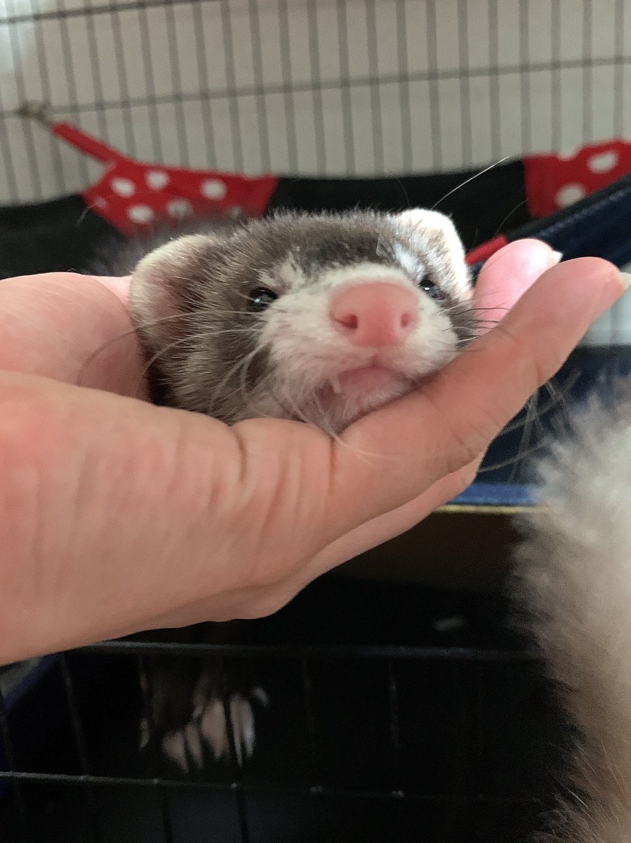 nano_ferret2's tweet photo. https://t.co/IdUlTdoURv